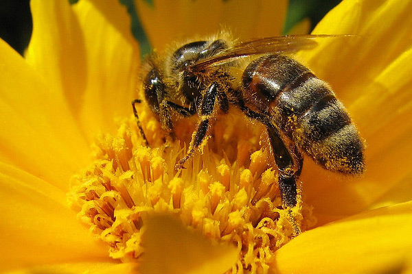 abejas-envenenadas.jpg